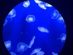 -成都浩海立方海洋公园