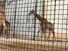 -泉州海丝野生动物世界