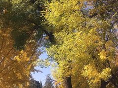 -三里屯东五街银杏大道