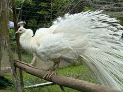 -都江堰玫瑰花溪谷