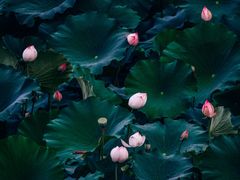 -白鹭湾湿地公园