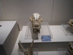 -安徽省地质博物馆