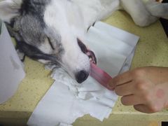 -北京佳信宠物医院