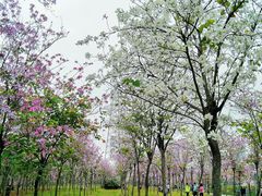 -广东花都湖国家湿地公园