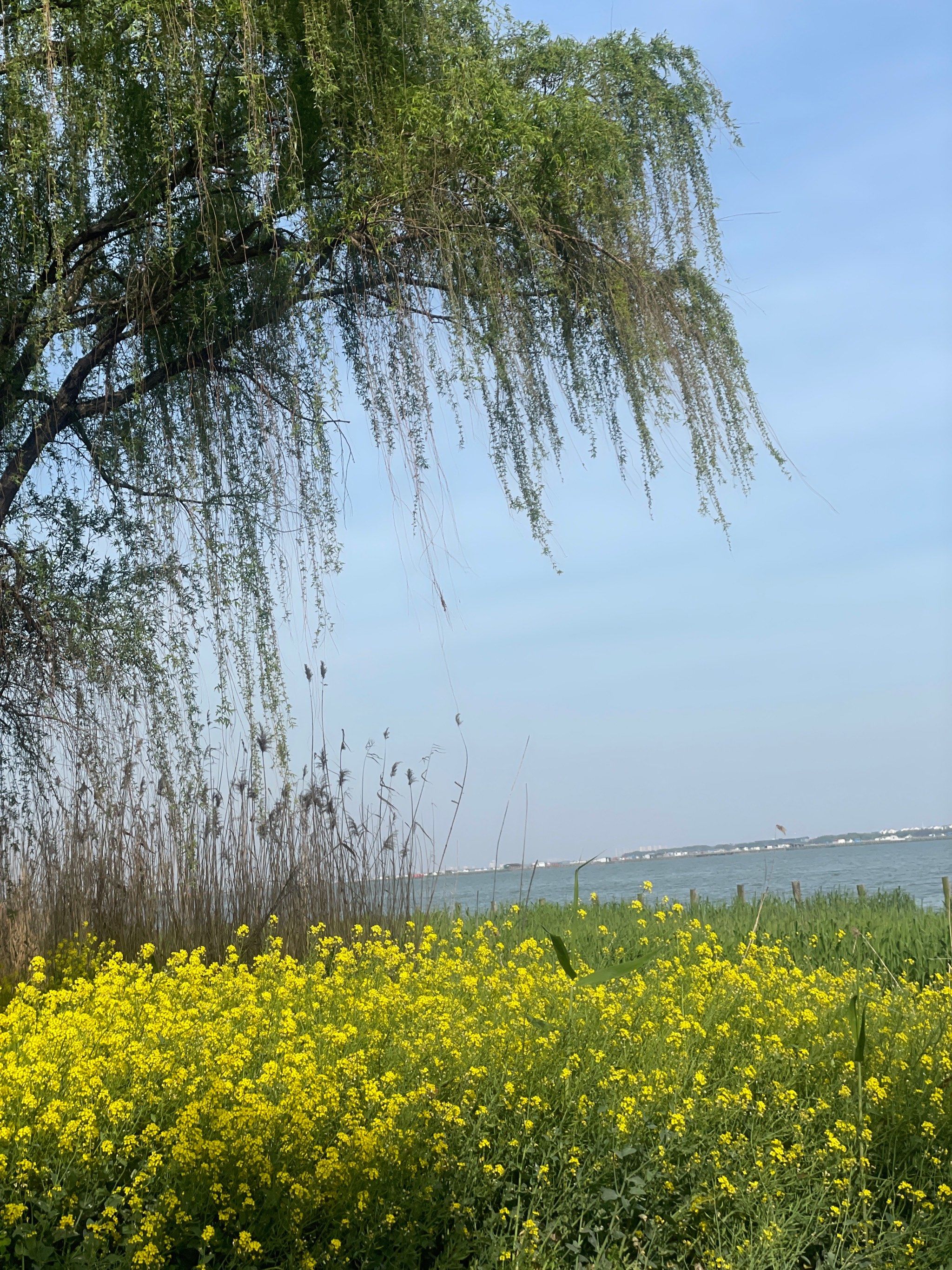 春天来阳澄湖美人腿看看油菜花吧