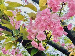 -南山植物园