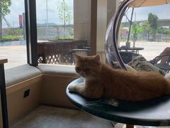 -瞄一喵猫咖(格力海岸店)