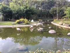 -顾村公园