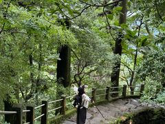 -天目山大树王景区
