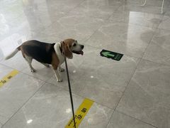 -中农国际动物医院24小时·猫科·骨科·急重症中心