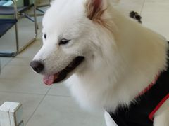 -怪兽屋·羊驼·猫咖·狗咖(俊华广场店)