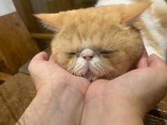 -喵园·猫主题咖啡厅·撸猫·猫咖(国贸店)