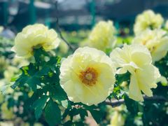 -洛阳市隋唐城遗址植物园