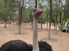 -青藏高原野生动物园