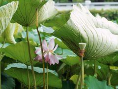 -莫愁湖公园