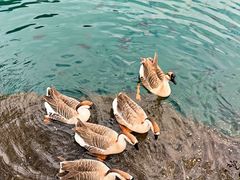 -靖西鹅泉风景区