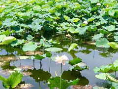 -荷塘月色湿地公园·向阳花洲