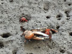 -东寨港红树林旅游区