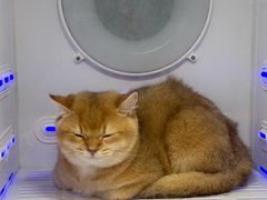 -钦宠·猫咪售卖·洗护·寄养(东圃旗舰店)