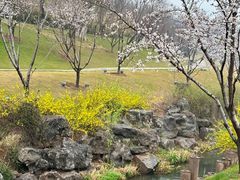 -羊山湖公园