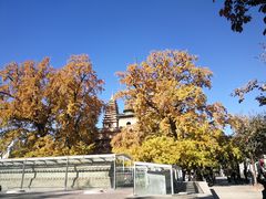 -北京石刻艺术博物馆(五塔寺)