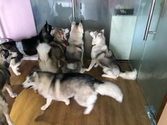 -Husky Go! 哈士奇体验馆·宠物咖啡厅狗咖