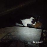 【6区】终于在白天看清了她的脸，起名梦露。