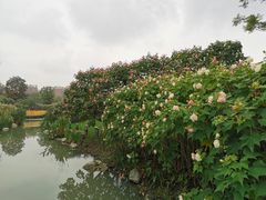 -天府芙蓉园