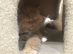 -小时光咖啡馆(开森度假森林店)