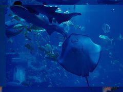 -太平洋海底世界