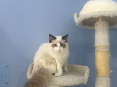 -喵的天空名猫咖啡馆·撸猫·猫舍·用品