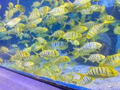 -太平洋海底世界