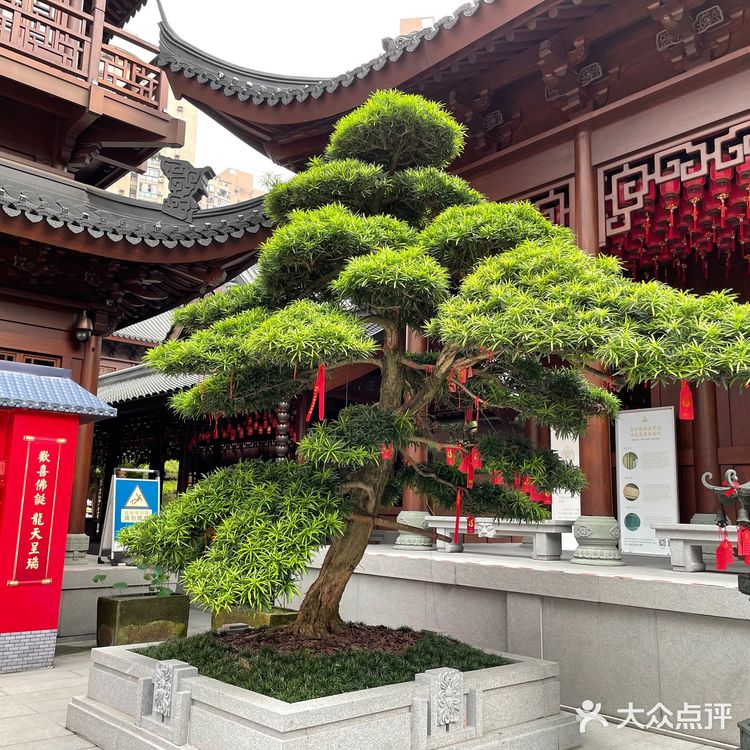 世界上最幸福的事之一：做玉佛寺志愿者