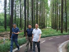 -黄海国家森林公园