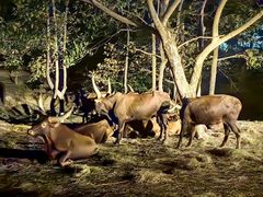 -清迈夜间动物园