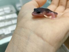 -酷以爬仙阁实体爬宠店·守宫·蜥蜴·专业繁育