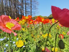 -上海共青森林公园