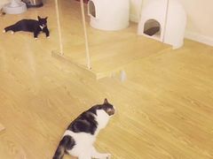 -萌喵咖啡屋(人民东路4号口M16商铺店)