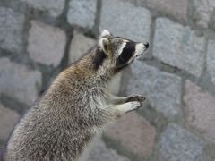 -上海野生动物园