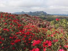-贵州百里杜鹃风景名胜区