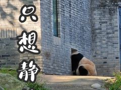-都江堰中华大熊猫苑