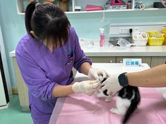 -北京观赏动物医院·24小时大型综合·猫专科·异宠专科