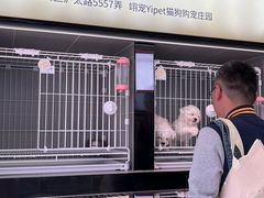 -翊宠yipet猫狗购宠庄园犬舍•猫舍