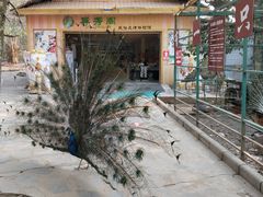 -瑞丽独树成林风景区