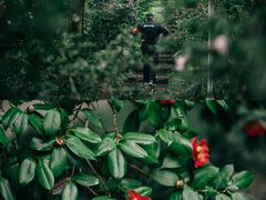 -金花茶公园