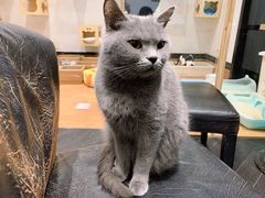 -猫色咖啡·猫咖