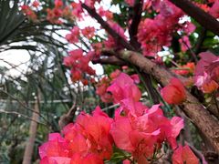 -呀路古热带植物园