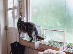 -海边的猫和咖啡馆