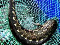 -活鱼馆(宜兴埠店)