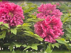 -莲花池公园